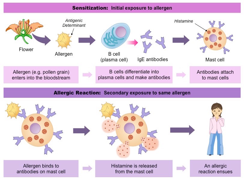 Pathogens | VCE BioNinja