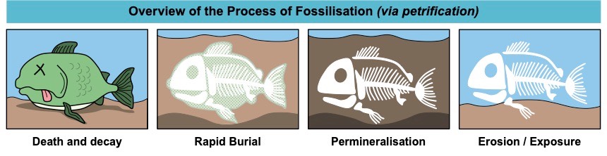 Fossils VCE BioNinja Fossils VCE BioNinja