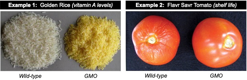 genetically modified food examples