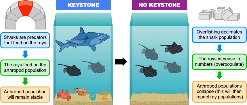 Keystone Species - Sharks