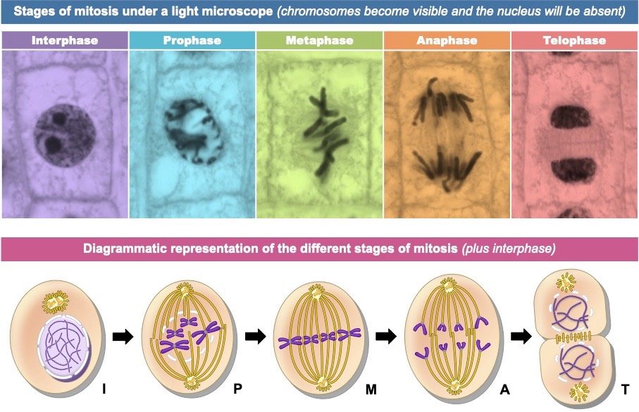 meiosis phases microscope