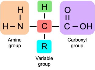 amino acid