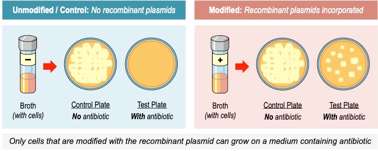 antibiotic selection