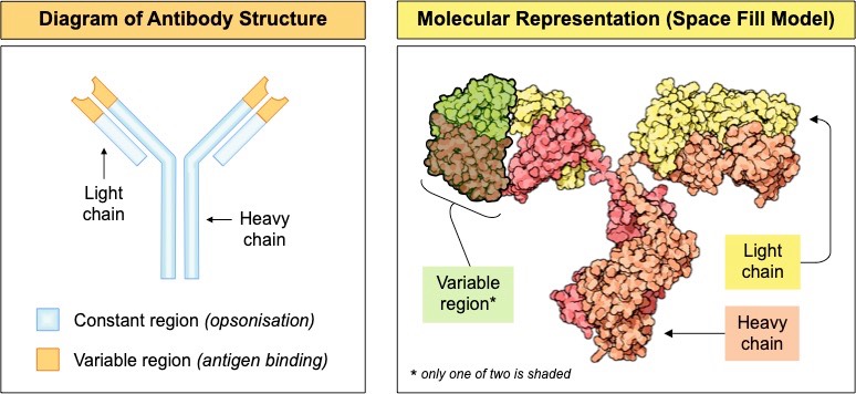 antibody structure