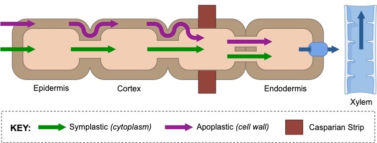 casparian strip