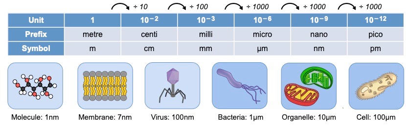 cell size