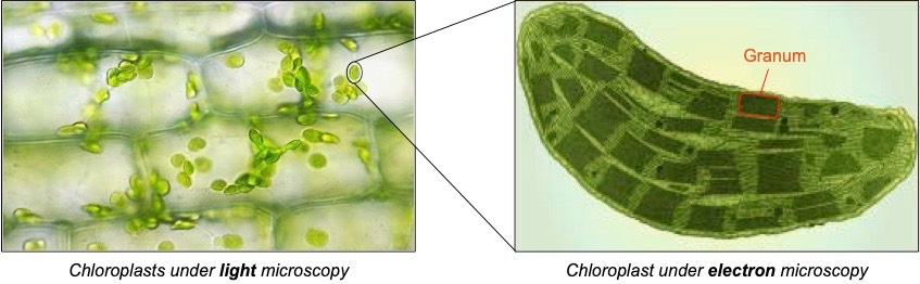 chloroplast micrograph