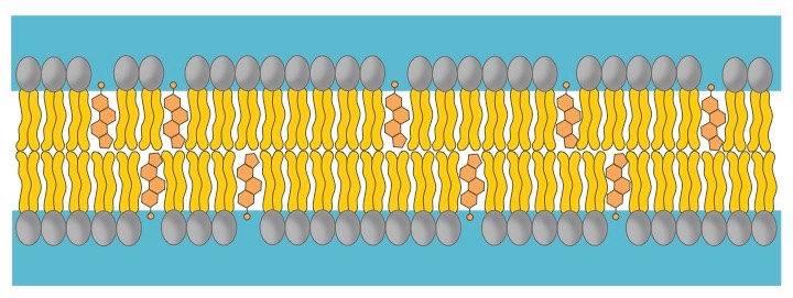 cholesterol membrane