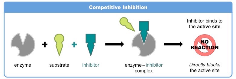 competitive inhibition