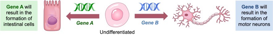 differentiation