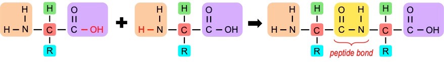 dipeptide