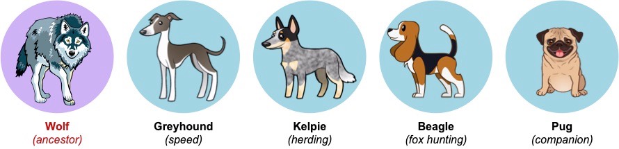 dog breeds