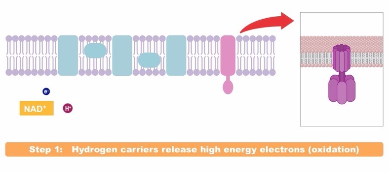 electron-transport-chain-2