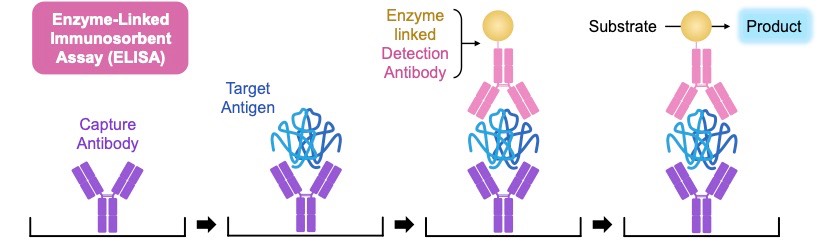 ELISA