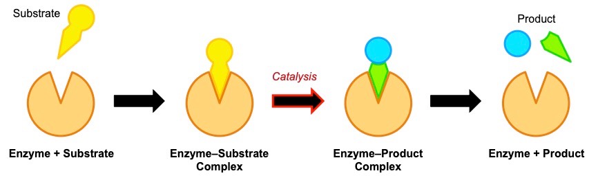 enzyme