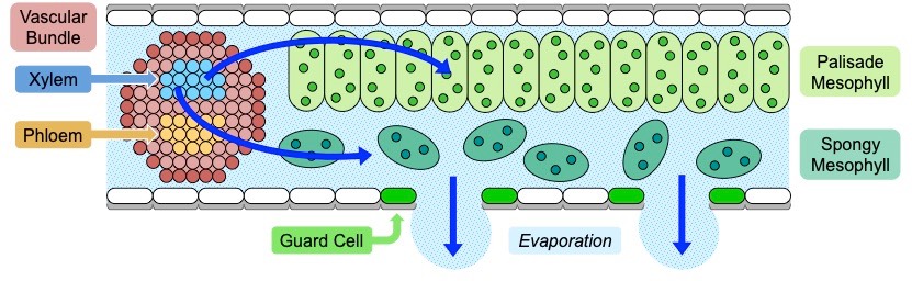 evaporation