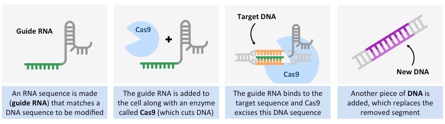 gene editing