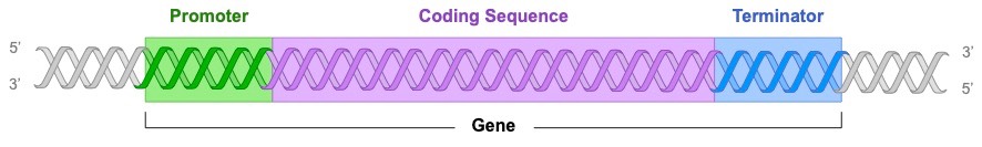 gene sections