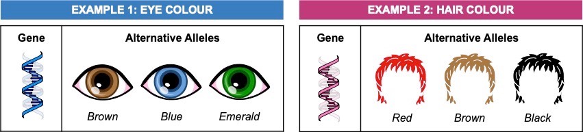 gene vs allele