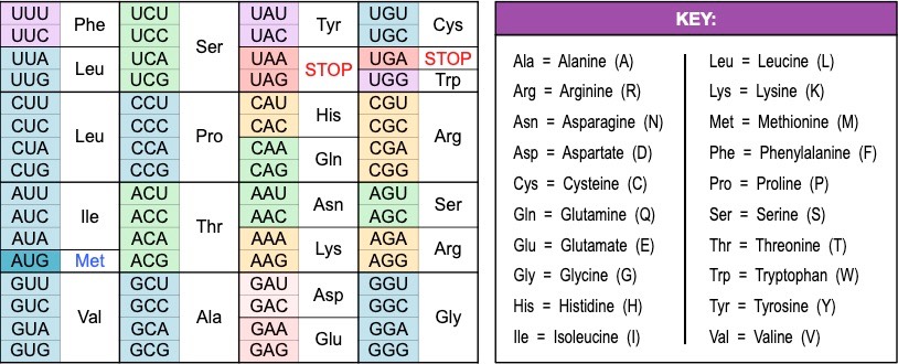 genetic code