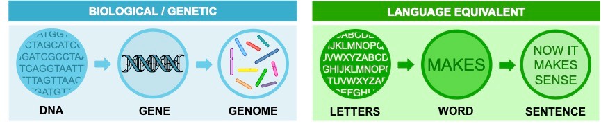 genome