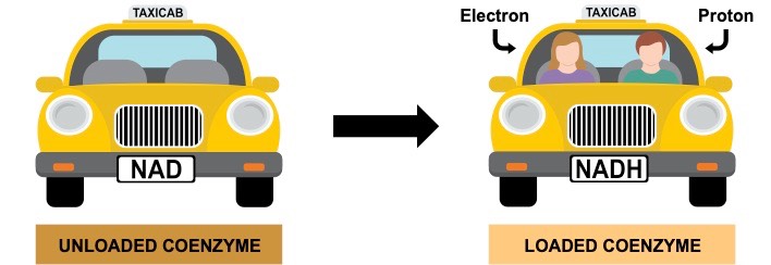 hydrogen carriers