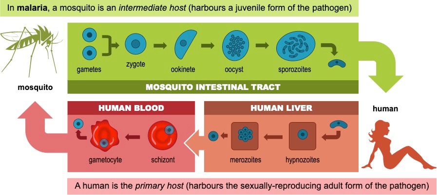 malaria