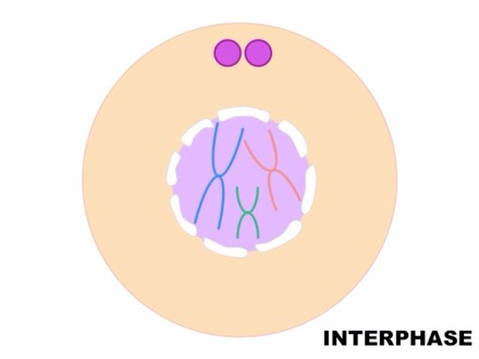 mitosis-2