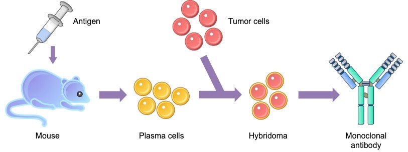 monoclonal antibodies