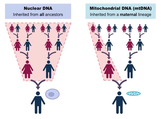 mtDNA