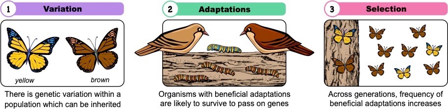 natural selection overview