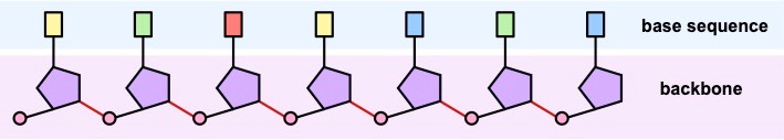 nucleic acid