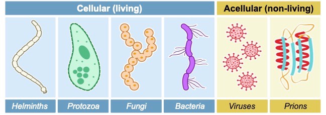 Non Pathogenic Viruses