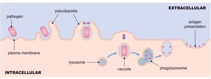 phagocytosis