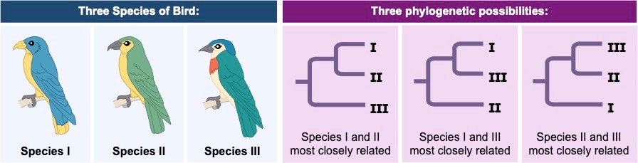 phylogeny