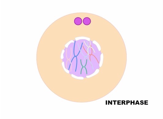 stages-of-meiosis