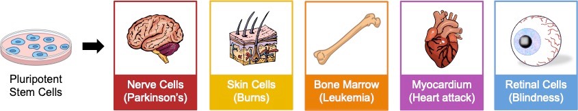 stem cell applications