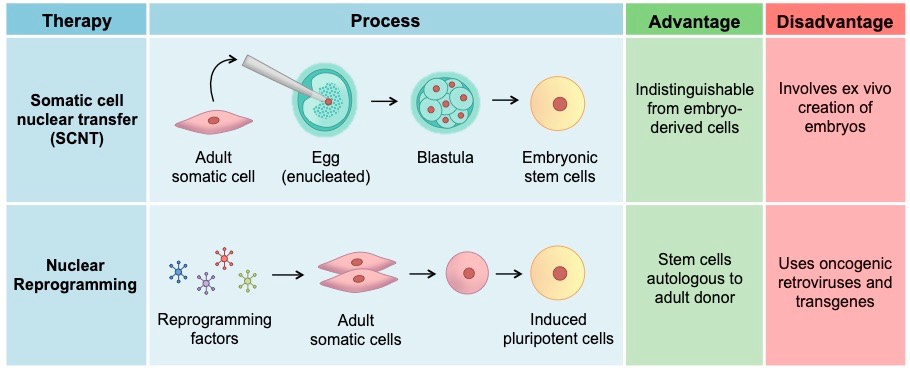 stem cell therapy