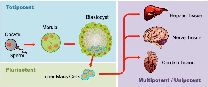 stem cells