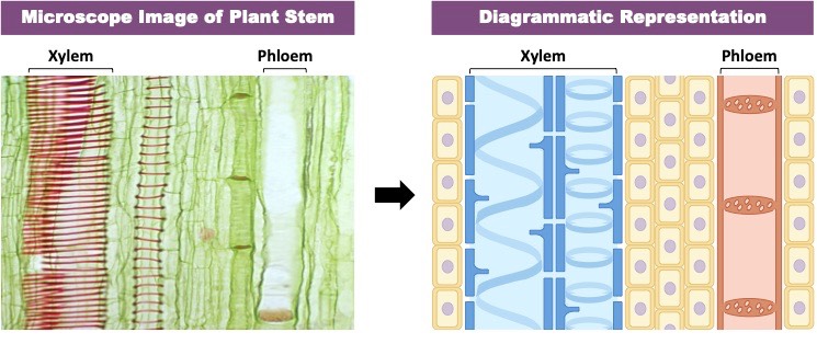 stem