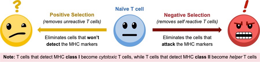 thymus selection