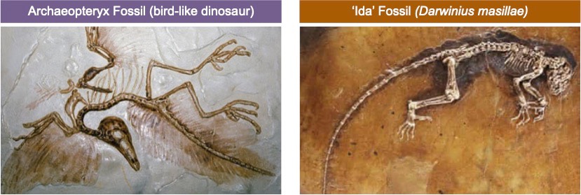 Fossils | VCE BioNinja